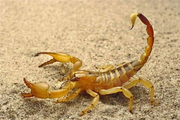 梦见被毒蝎子蛰、母亲与其男友意外身亡是什么意思