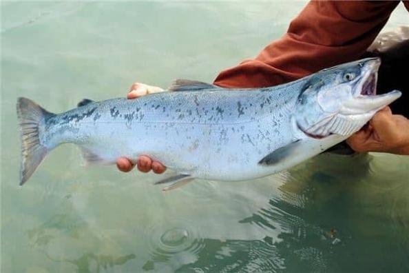 梦见狂风大浪海边飘来很多鱼、捡两条大鱼是什么意思