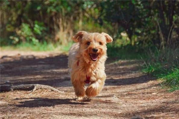 梦见男子牵着大黑黄大狗追赶、男子是什么意思